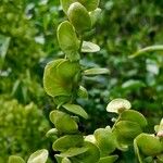 Atriplex hortensis Fruto