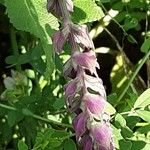 Salvia nemorosa Flor