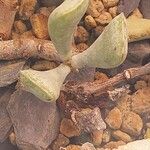 Adromischus roaneanus List