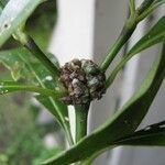 Psychotria aubletiana Lorea