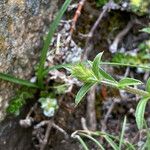 Sideritis hyssopifolia Virág