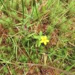 Lysimachia nemorumFlors