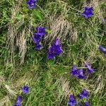 Gentiana acaulis Flower