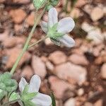 Iberodes linifolia Õis