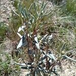 Helianthemum syriacum 叶