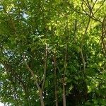Staphylea pinnata Libunga