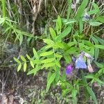 Lathyrus palustris Blüte