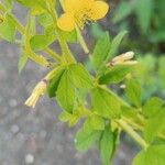 Cleome viscosaKvět