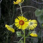 Madia elegans Flower