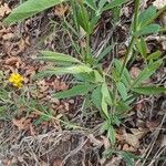 Baptisia sphaerocarpa Levél