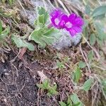 Primula hirsuta Flor