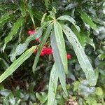 Ardisia crenataBlatt