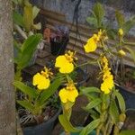 Oncidium altissimumFlor