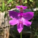 Calopogon tuberosus Flor