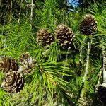 Larix kaempferi Плод