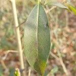 أنواع غير معروفةLeaf