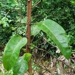 Ficus callosa Habit