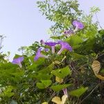 Ipomoea purpurea Květ