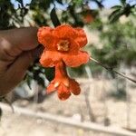 Punica granatum Цветок