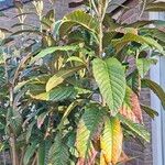 Rhaphiolepis bibasLeaf