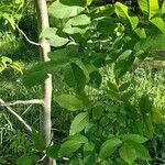 Juglans cinerea Habitat