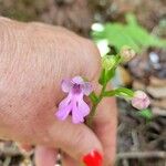 Cynorkis purpurascensFlor