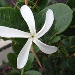 Carissa macrocarpa Flower