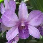 Dendrobium bigibbum Flower
