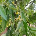 Elaeagnus angustifolia Blomma
