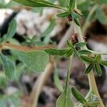 Amaranthus blitoides Blomst