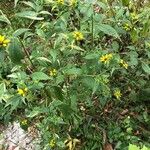 Rudbeckia triloba आदत