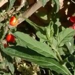 Solanum pseudocapsicum Feuille