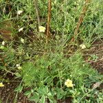 Linum volkensii Hàbitat