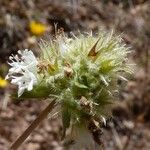 Thymus munbyanus Flower