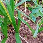 Leucojum vernum Yaprak