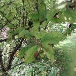 Prunus tomentosa 叶