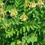 Astragalus frigidus Blatt