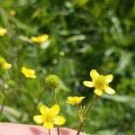 Ranunculus ophioglossifolius Fula