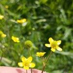 Ranunculus ophioglossifolius 花