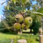 Malus sylvestrisPlod