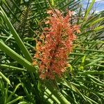 Hedychium coccineumBlomst