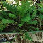 Sanguisorba minorLeaf