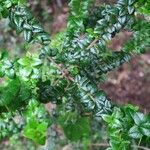 Rhaphithamnus spinosus Hoja