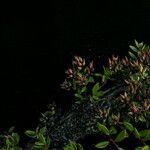 Salix lindleyana Habit