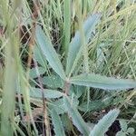 Comarum palustre Leaf