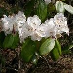 Rhododendron campanulatum Blodyn