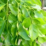 Pterocarpus indicus Leaf