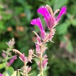 Agastache mexicana Кветка