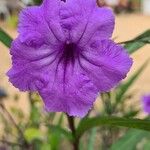 Ruellia simplexBlomst