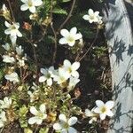 Saxifraga granulata 花